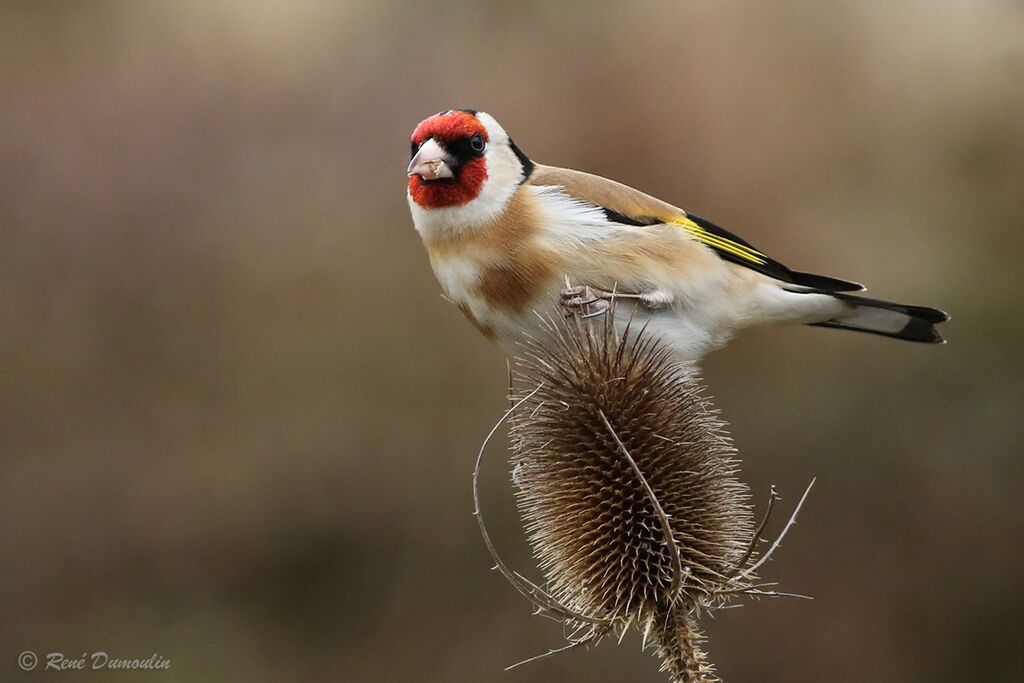 European Goldfinch male adult breeding, identification, eats