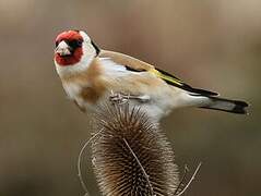 European Goldfinch