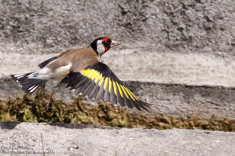 European Goldfinch male adult breeding, Flight