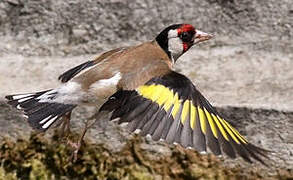 European Goldfinch