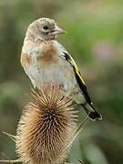 European Goldfinch