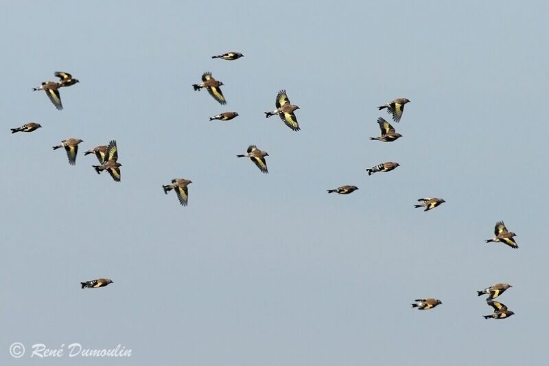 European Goldfinch, Flight