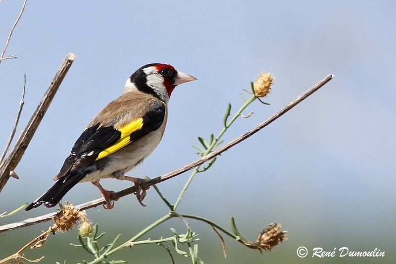 European Goldfinch male adult, identification