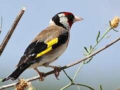 European Goldfinch