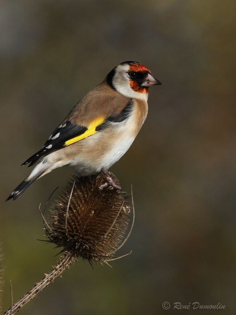 European Goldfinchadult, identification