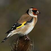 European Goldfinch