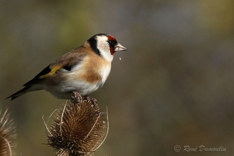 European Goldfinchadult, identification, feeding habits