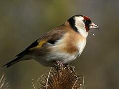 European Goldfinch