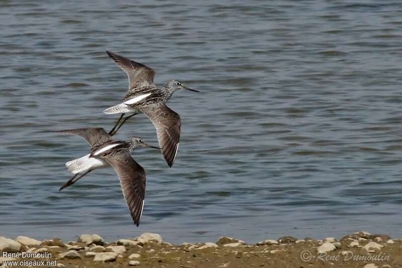 Common Greenshankadult breeding, Flight