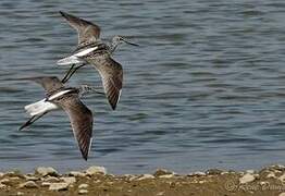 Common Greenshank