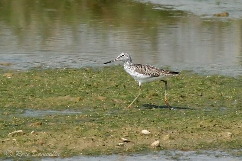 Common Greenshankadult breeding, identification
