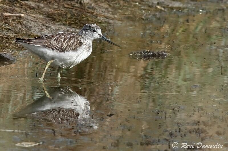 Common Greenshankjuvenile, identification