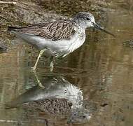 Common Greenshank