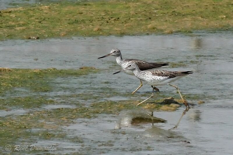 Common Greenshankadult breeding, identification