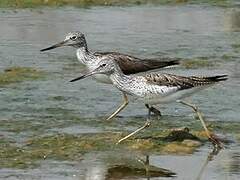 Common Greenshank