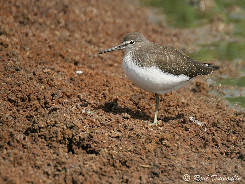 Green Sandpiper