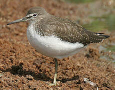 Green Sandpiper