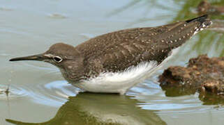 Green Sandpiper