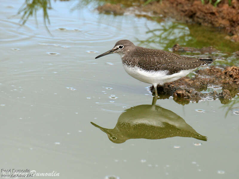 Green Sandpiperjuvenile, identification