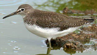 Green Sandpiper