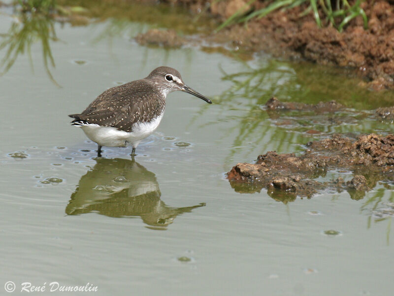 Green Sandpiper