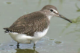 Green Sandpiper