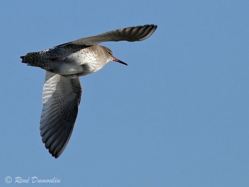 Common Redshankadult post breeding, Flight