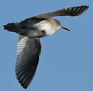 Common Redshank