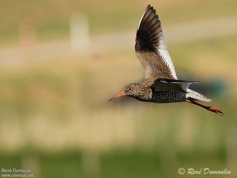 Common Redshankadult breeding, Flight