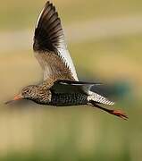 Common Redshank