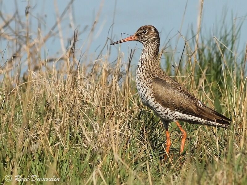 Common Redshankadult breeding, identification