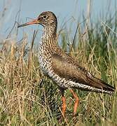 Common Redshank