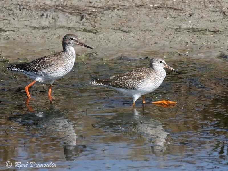 Common Redshank, identification