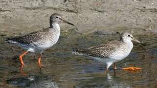 Common Redshank