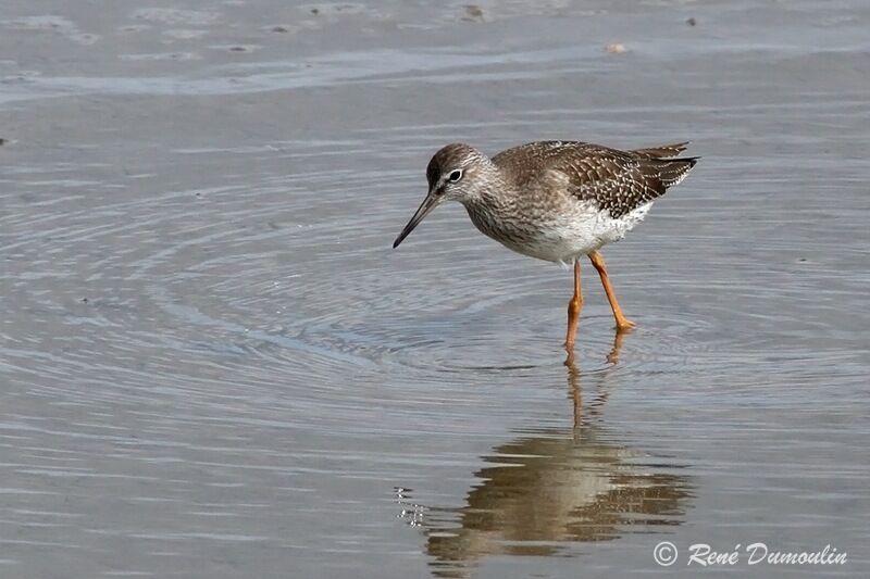 Common Redshankjuvenile, identification