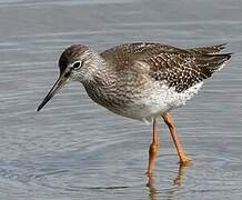 Common Redshank