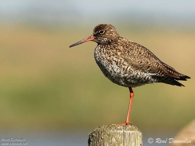 Common Redshankadult breeding, identification