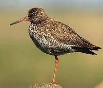 Common Redshank