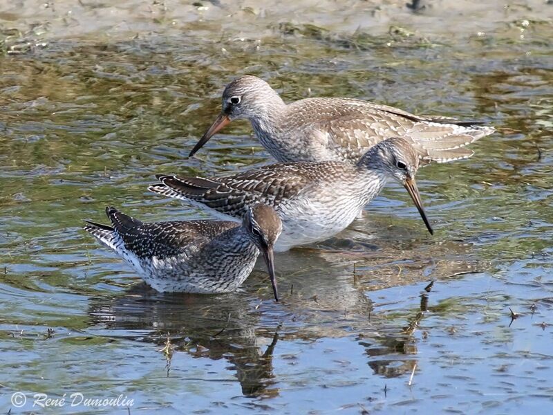 Common Redshank, identification