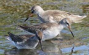 Common Redshank