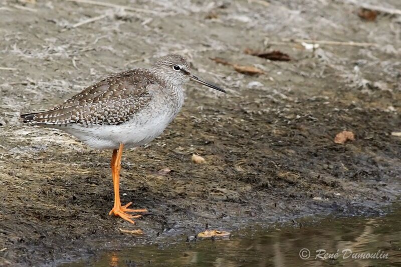 Common Redshankadult post breeding, identification