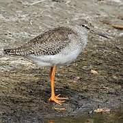 Common Redshank