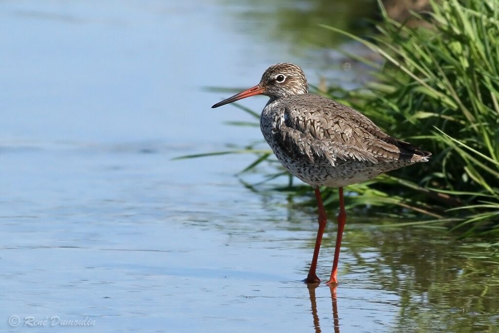 Common Redshankadult breeding, identification