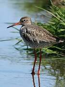 Common Redshank