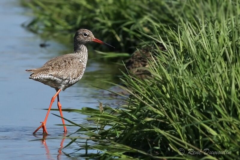 Common Redshankadult breeding, identification