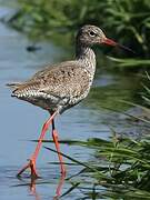 Common Redshank