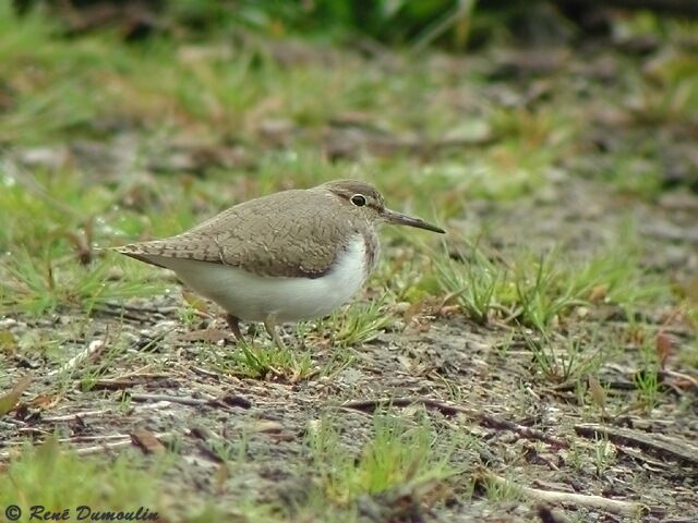 Common Sandpiper