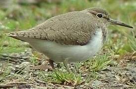 Common Sandpiper