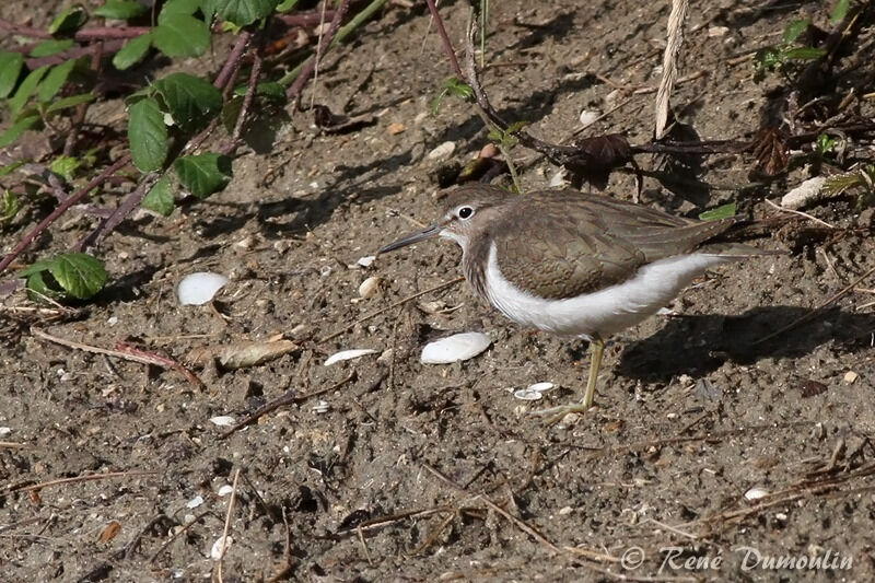 Common Sandpiperadult post breeding, identification