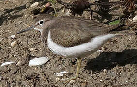 Common Sandpiper